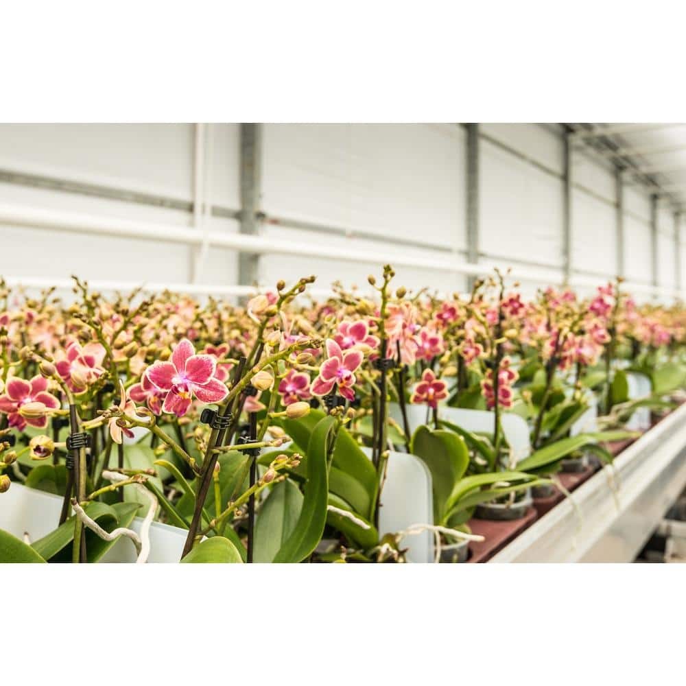 2 ft. 32-Watt White LED 3 Adjustable Spectrum Linkable Plant Grow Light