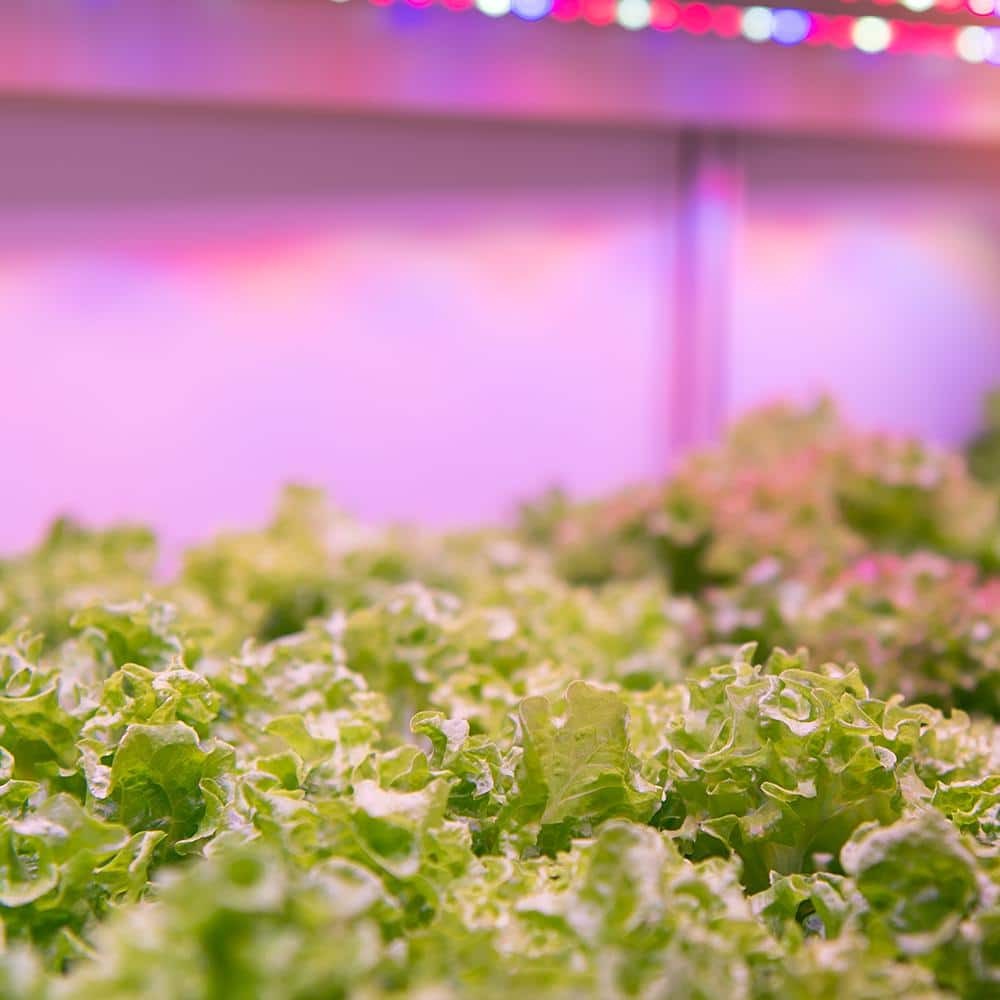 2 ft. 32-Watt White LED 3 Adjustable Spectrum Linkable Plant Grow Light